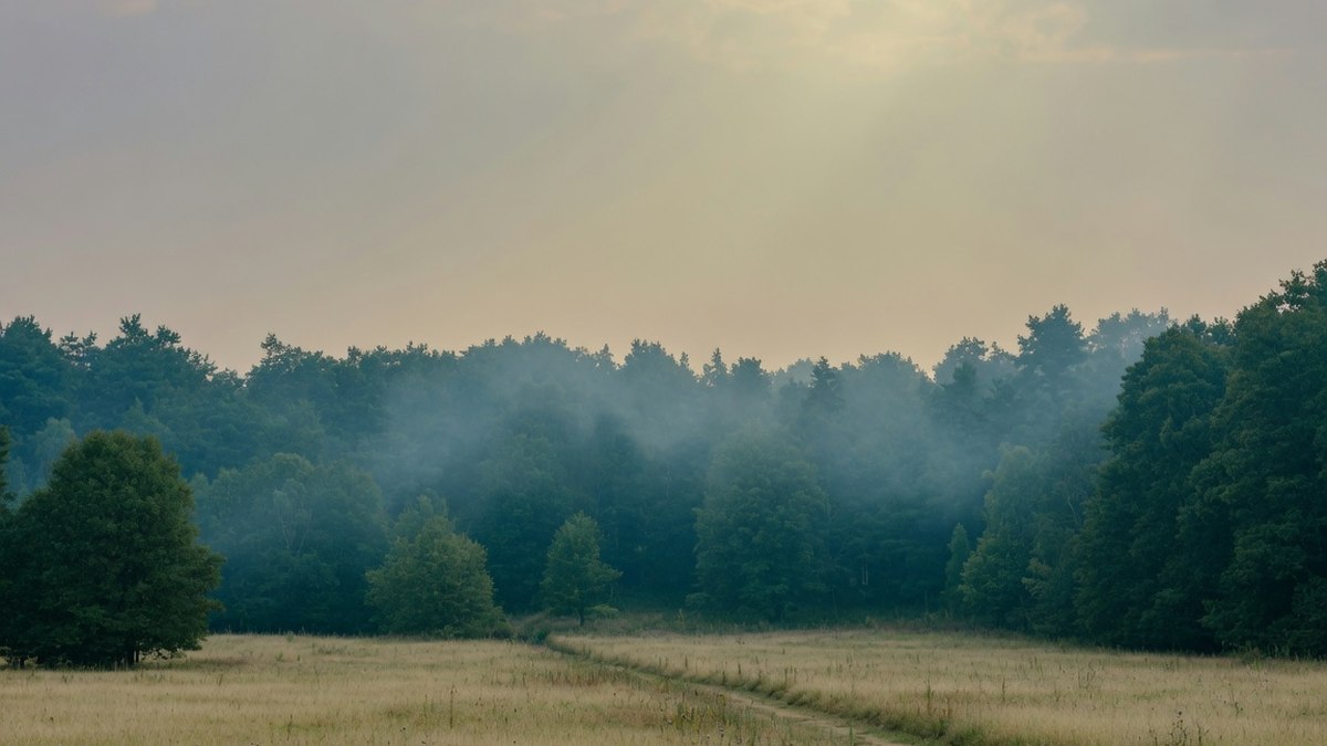 Ciel voilé au-dessus d'une forêt, sans personne visible, illustrant un épisode de fumées atmosphériques